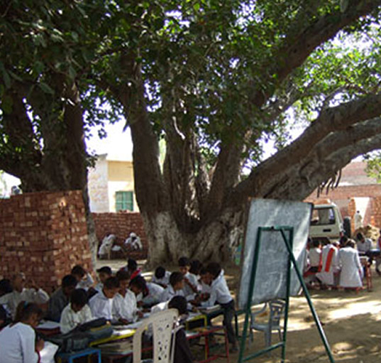 tree-pakistan